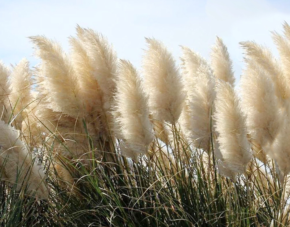 кортадерия