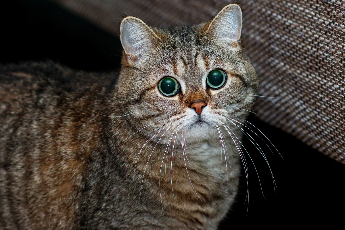 Источник:https://clck.ru/3GVXPP