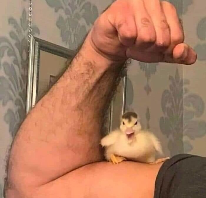 Источник: Animals Going Goblin Mode