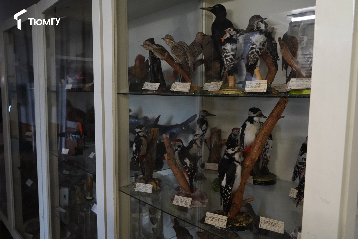 Школа естественный наук ТюмГУ (Пирогова, 3) 