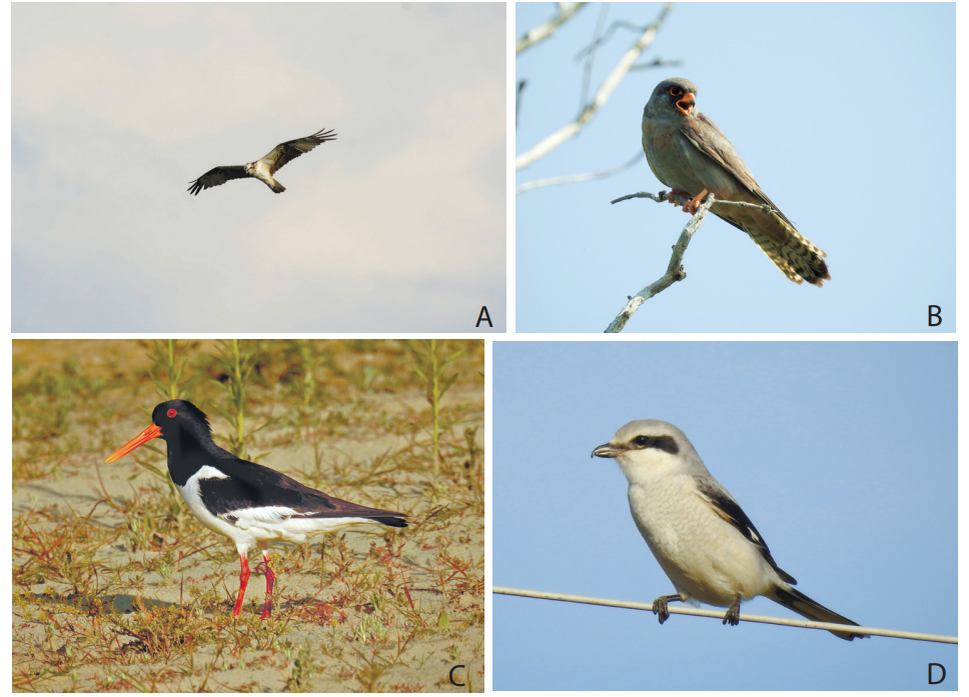 Pandion haliaetus is on a food search flight. Photo by M.Yu. Ivanova. B. Male
Falco vespertinus is near a nesting colony. Photo by N.G. Bogomyakova. C. Haematopus ostralegus is in the floodplain of the Irtysh River. Photo by S.A. Bayanova. D. Lanius excubitor
watching over its prey. Photo by N.G. Bogomyakova