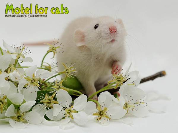 передержка