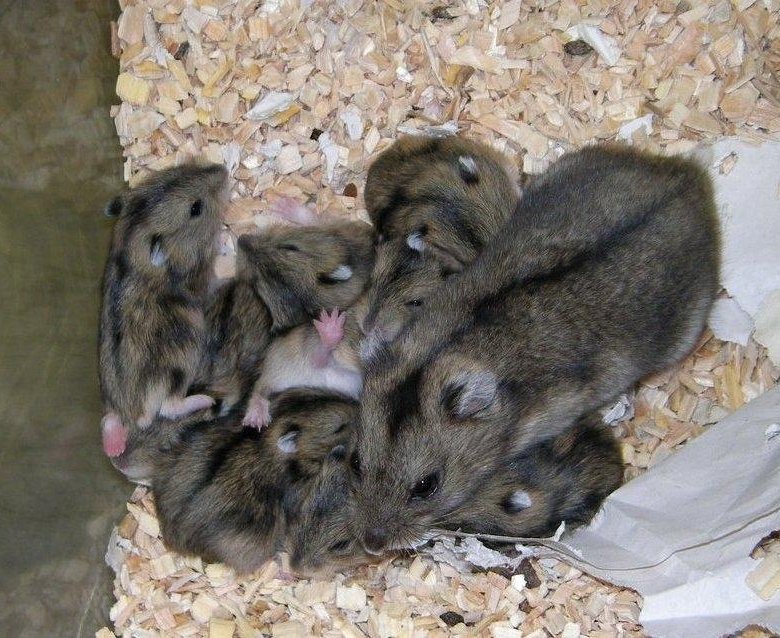 Джунгарский хомячок