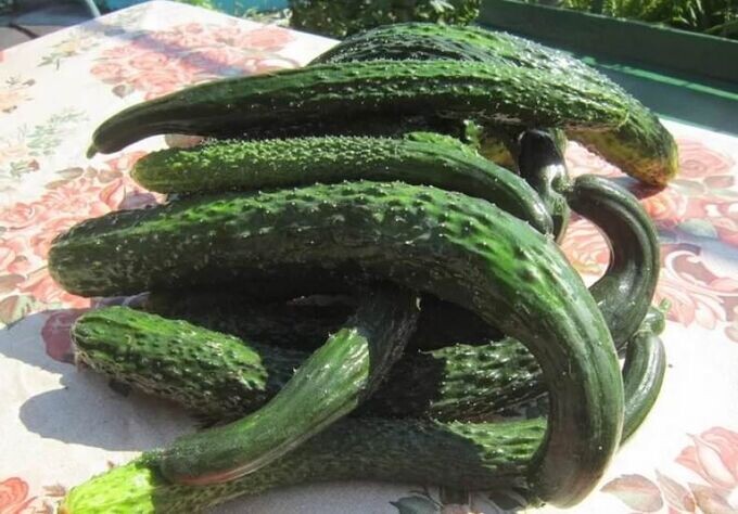 Изумрудный поток F1