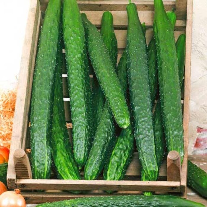 Аллигатор F1