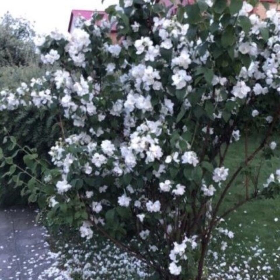 Фото автора канала Дом с кипарисами