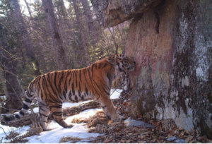    Фото: пресс-служба Минприроды РФ