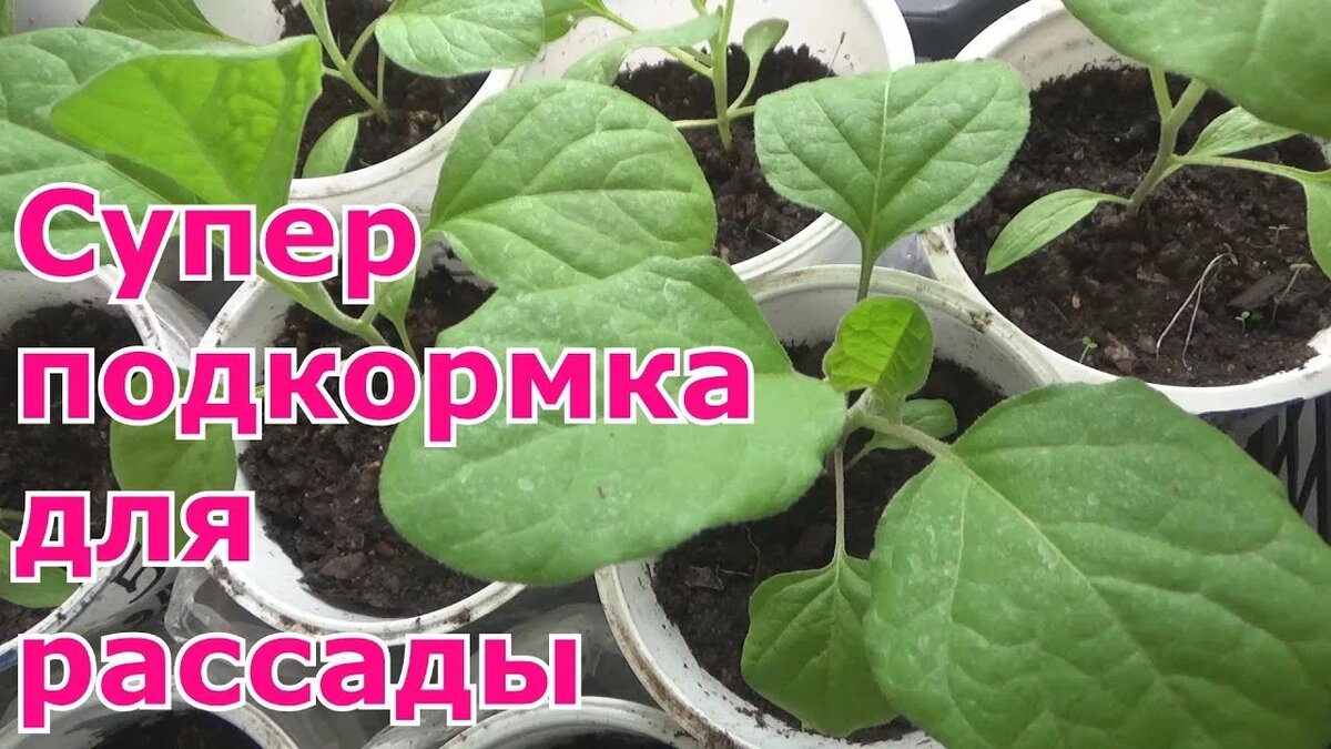 Супер-Подкормка для Рассады