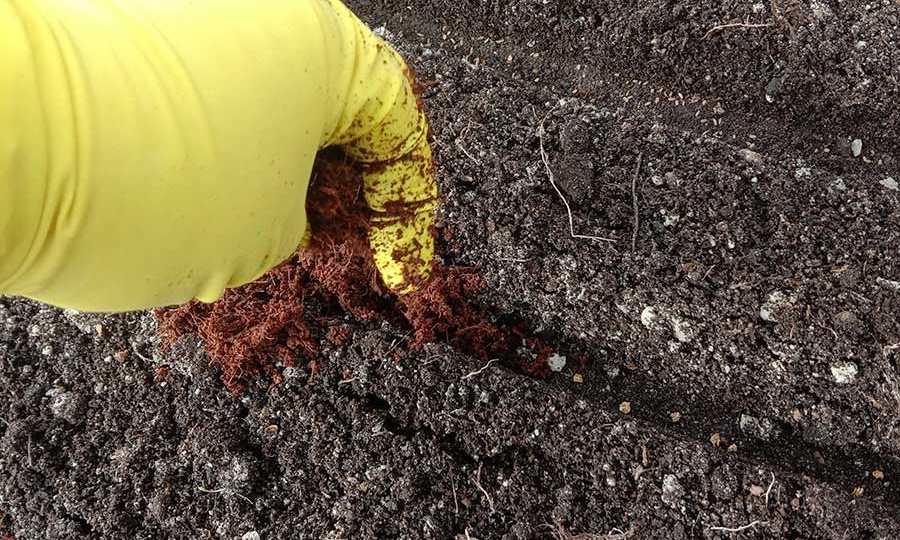 Какие первые овощи сеять весной в открытый грунт: секреты урожая