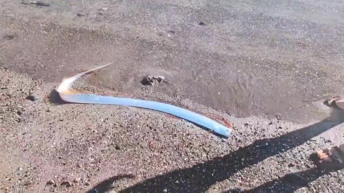 Скриншот видео / соцсети