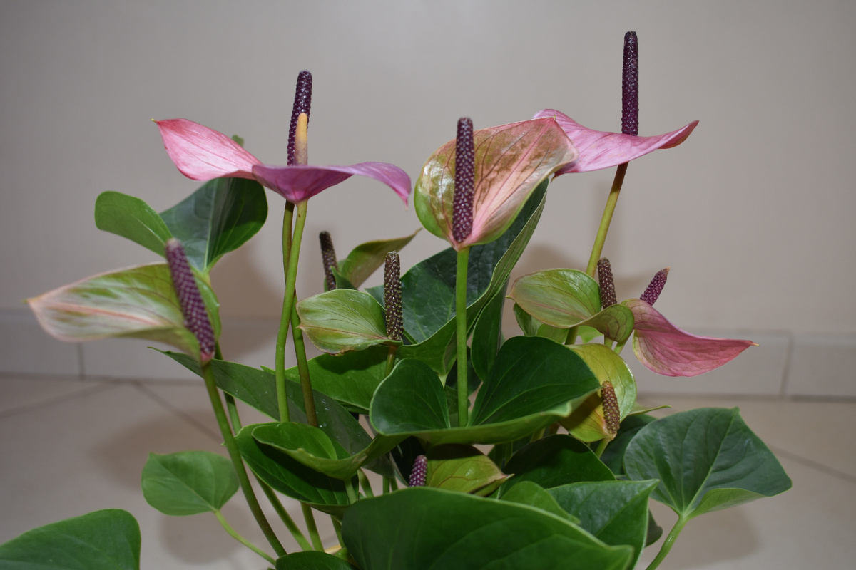 Фото автора. Антуриум, другими словами Мужское счастье.