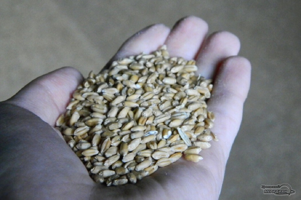    Фото Александр Аникин © ИА «Уральский меридиан»