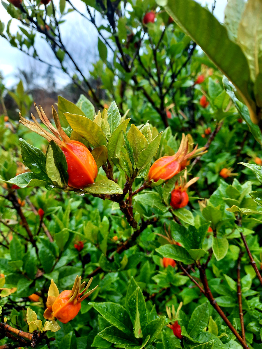 Плоды гардении