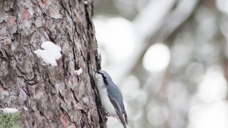     Зимний лес. Олег Богданов