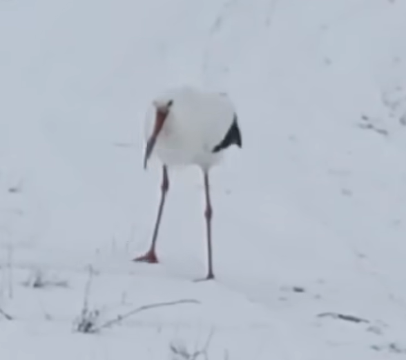    По словам наблюдателей, аист здоров и бодр