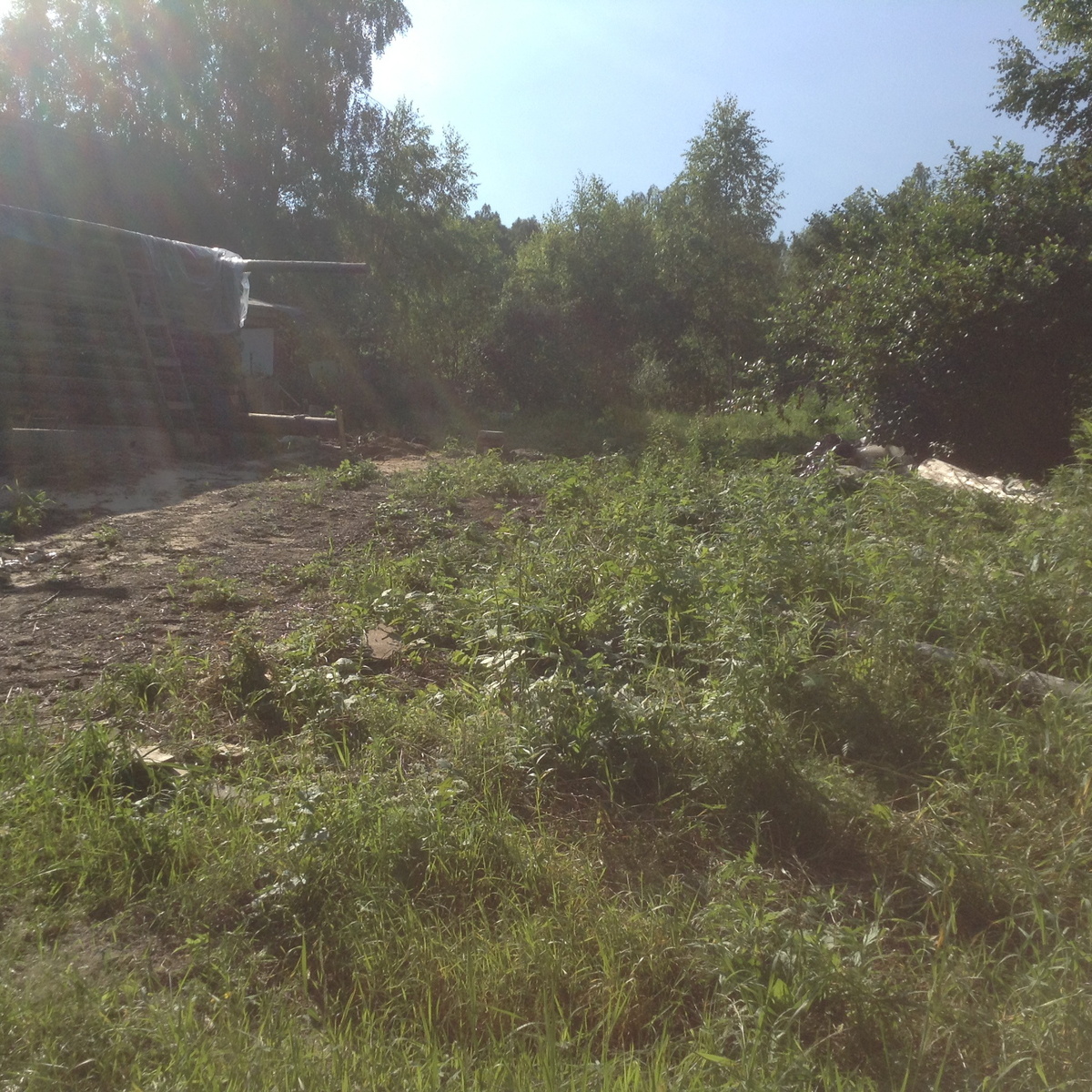  вот там, на заднем плане мой будущий огород шумит пока высоченными молодыми березками