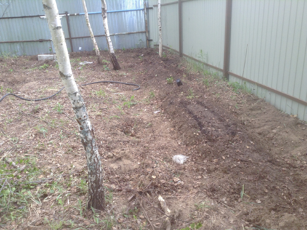 а вот и первые посадки.. приехав через 2 недели увидела, что от посадок ничего не осталось- все высохол до кончика корней. в тот период на собственном жизненном опыте я и узнала о мульчировании как способе жизни !этот метод очень хорошо прижился в моем саду и с каждым годом я все больше его люблю и пропагандирую!