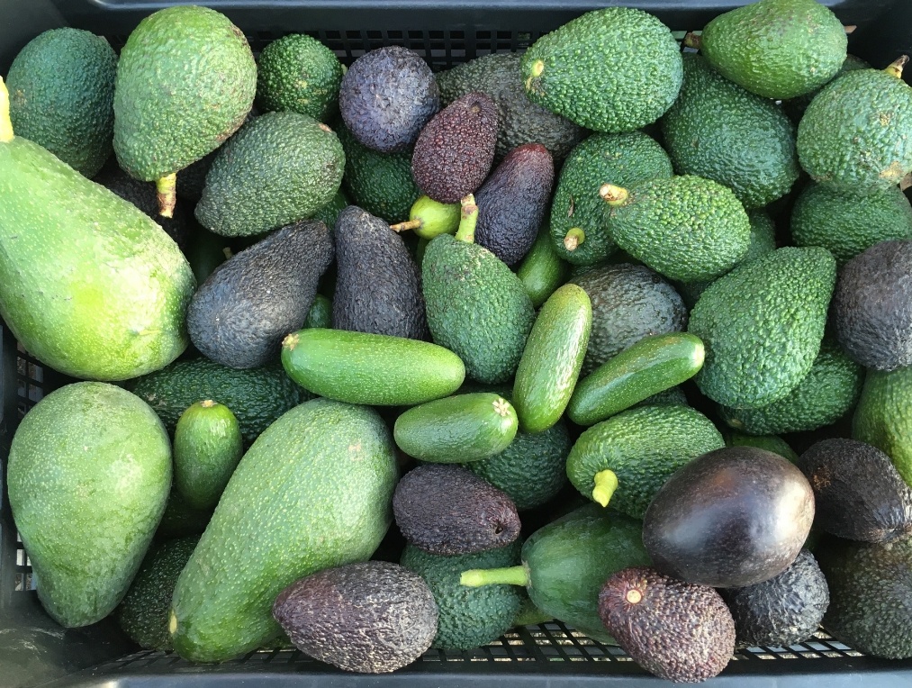 Разновидности сортов авокадо