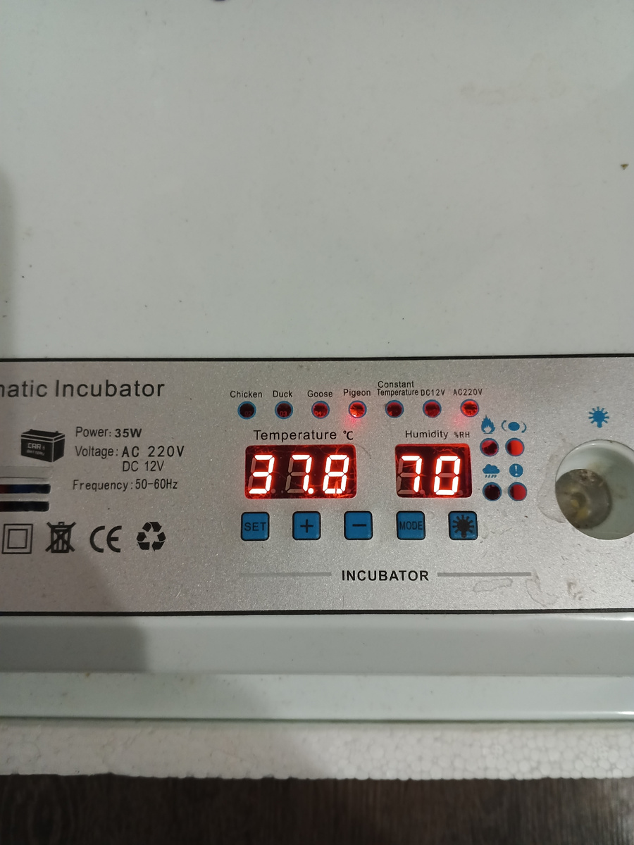 Инкубатор. Прошло 16 дней с момента закладки яиц. 