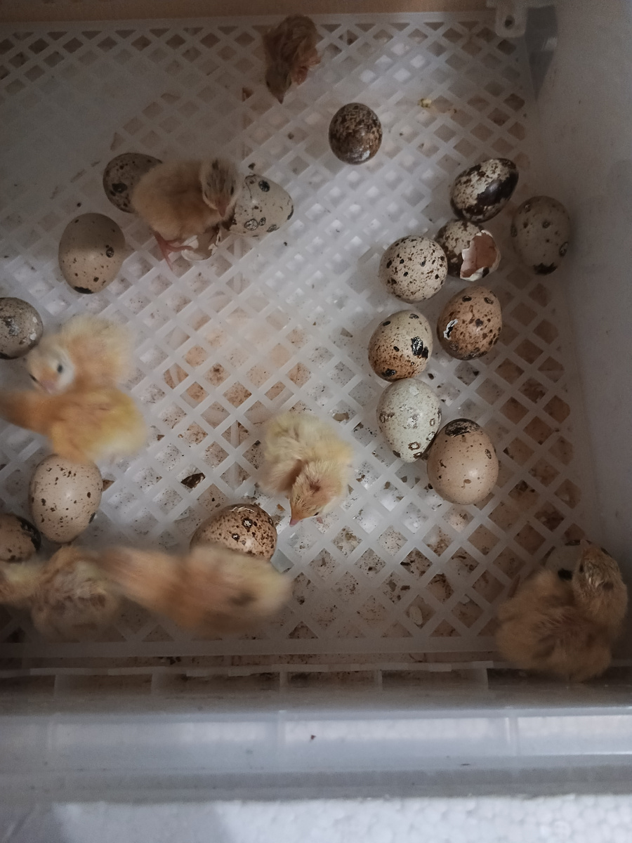 Вот эти вот Птахи примерно дней через 50 будут уже нестись. 