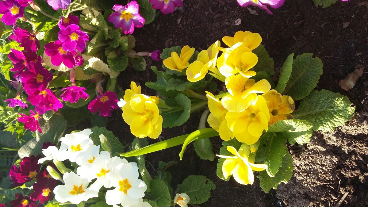 Желтая гибридная примула из семян