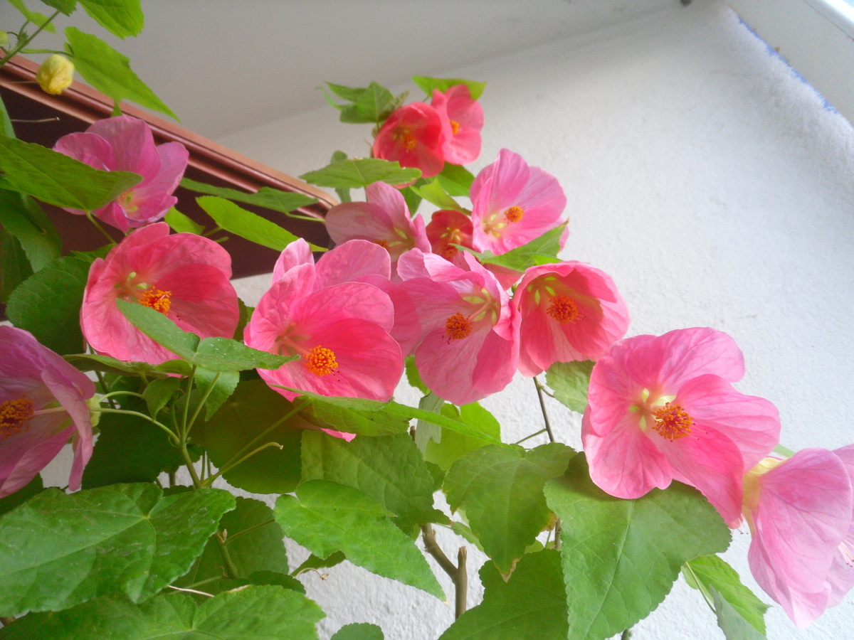 Абутилон серии "Белла". Зимует только в тепле, в саду цветет как неугомонный