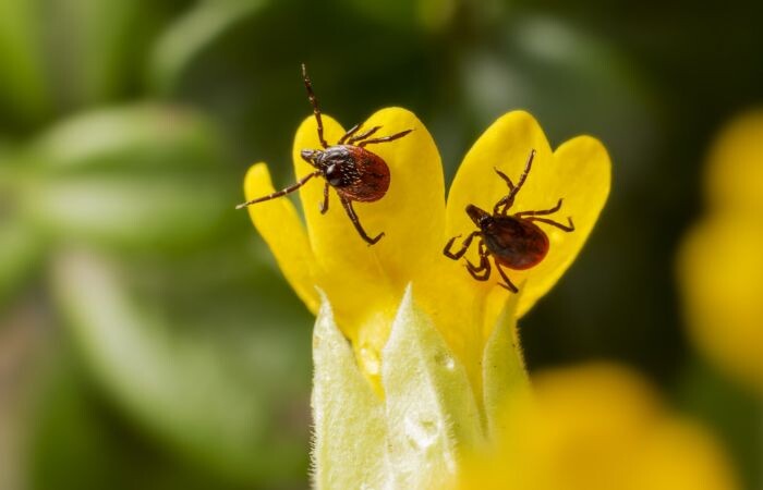 Клещи в лесу