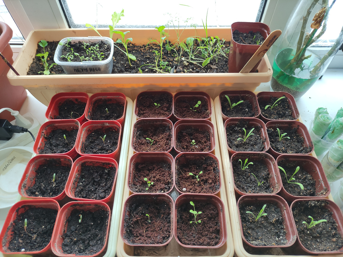 Гомфрена, петуния и лимониум.