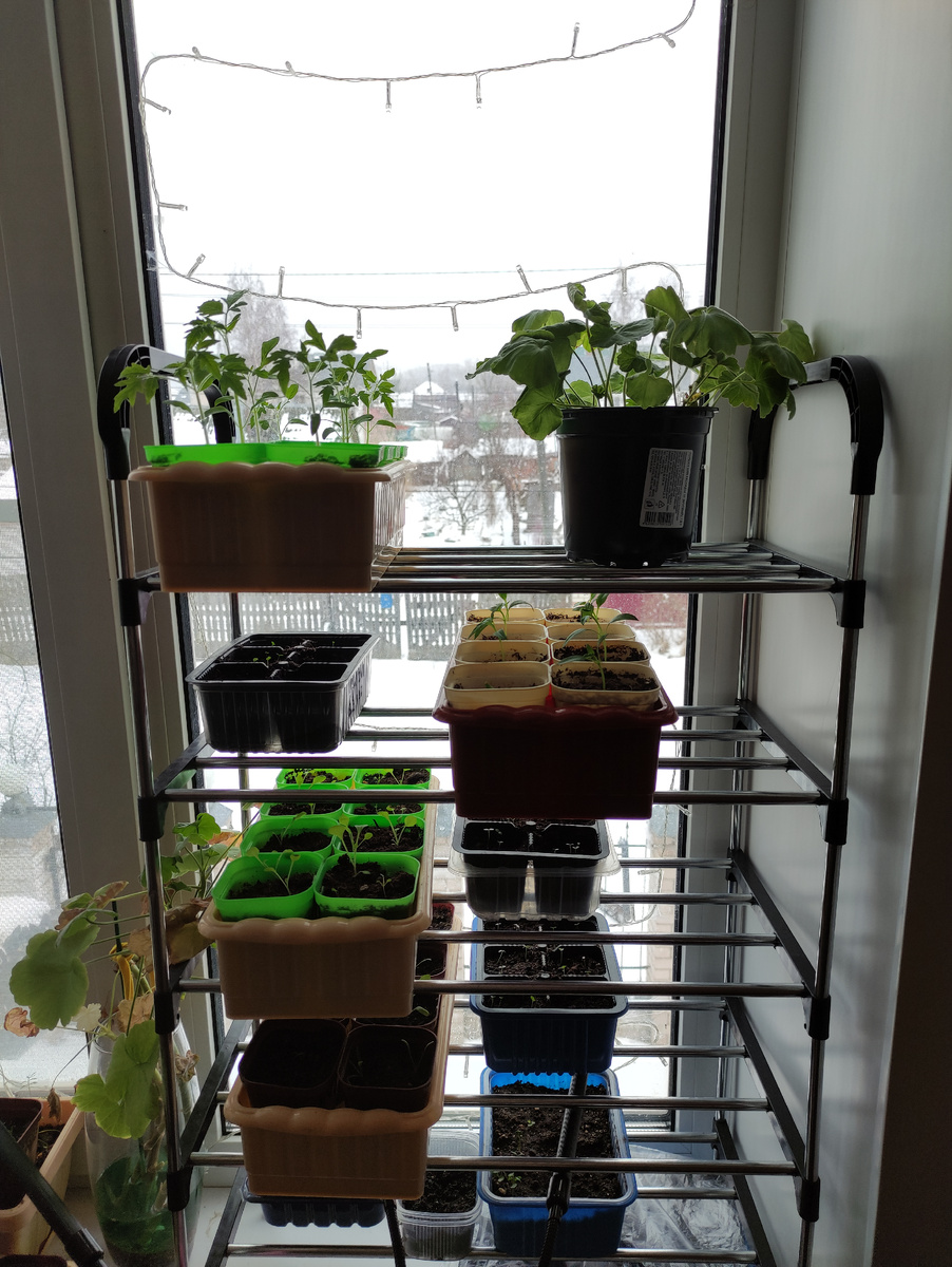 Томаты, перцы,виола и пеларгония