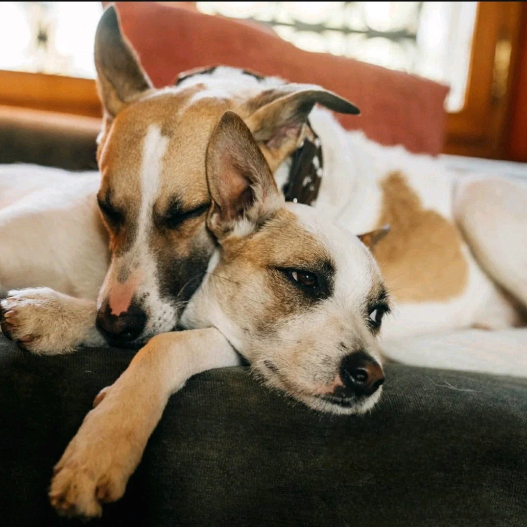 Кадр из фильма «Гампи. Собачья жизнь»