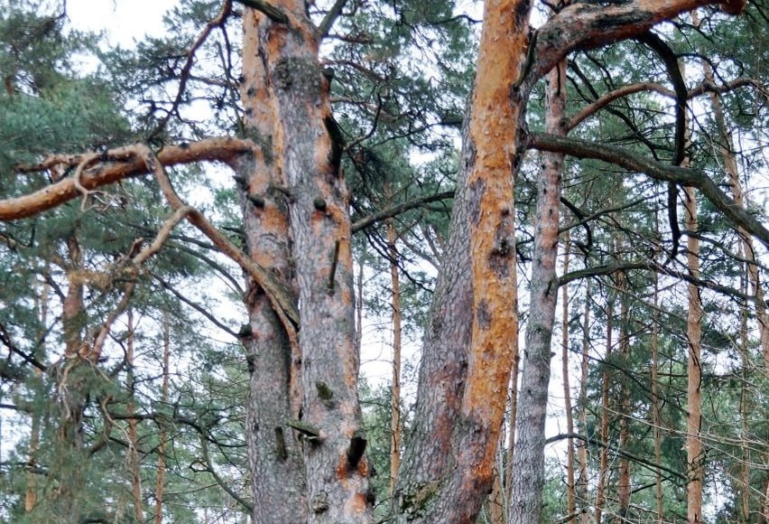    Фото: Комитет лесного хозяйства Московской области