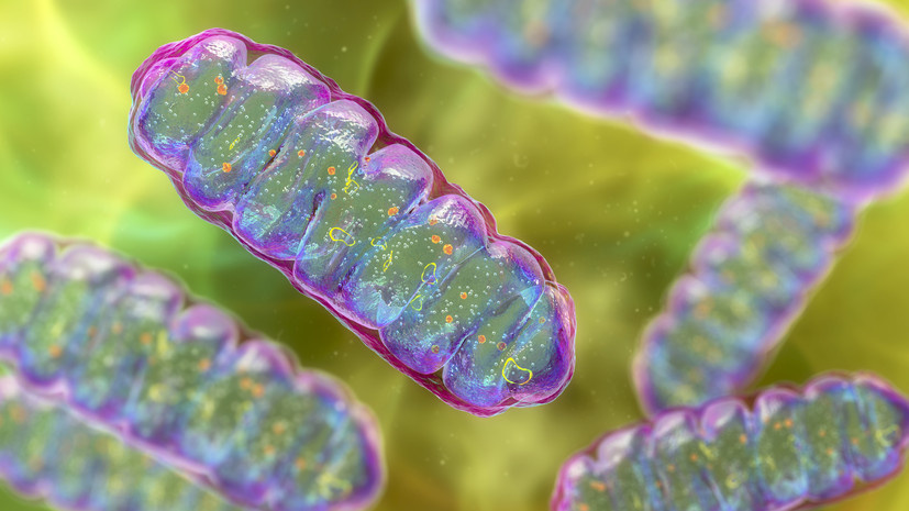   Gettyimages.ru KATERYNA KON / SCIENCE PHOTO LIBRARY