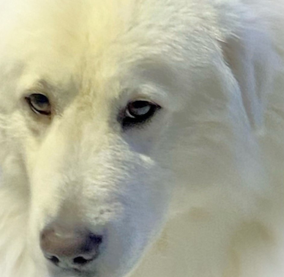 Вольт Воин из Сибирского снежного царства