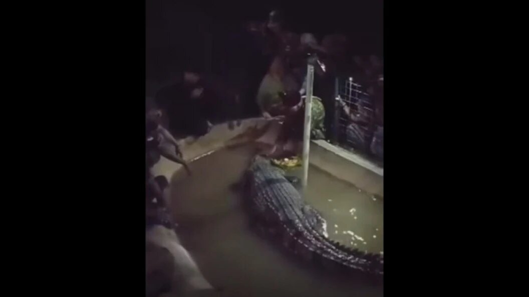    Фото: кадр видео LADBible