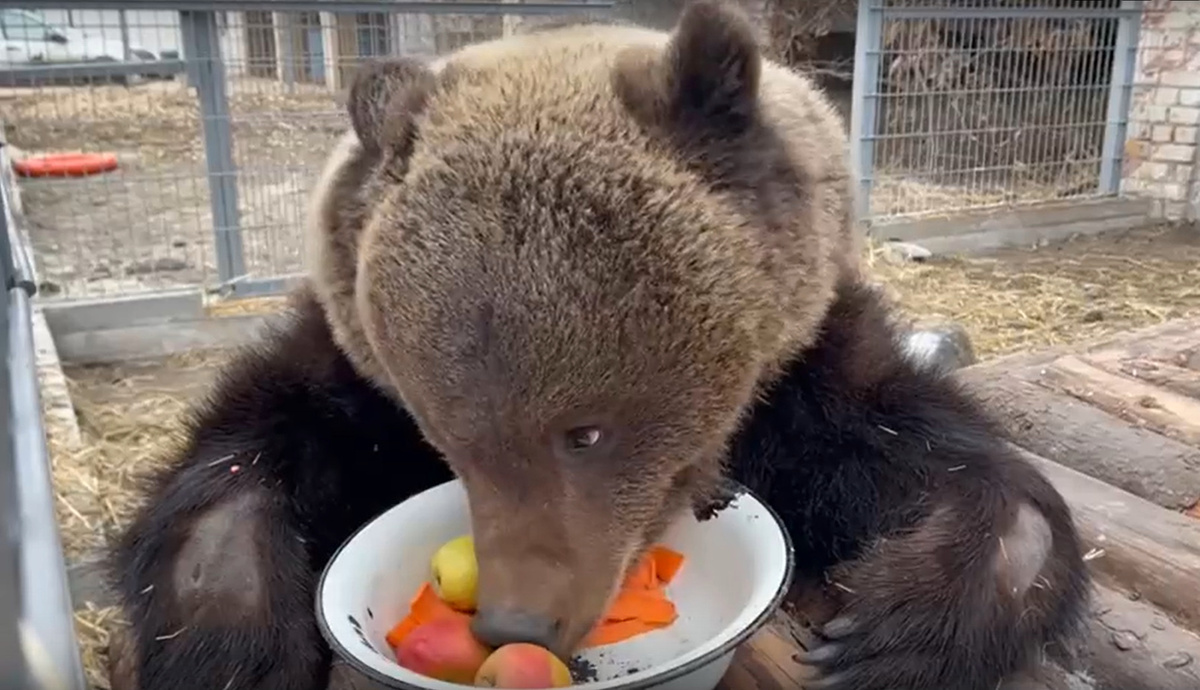 Скриншот видео из официальной группы зооцентра "Дино" в соцсети "ВКонтакте"