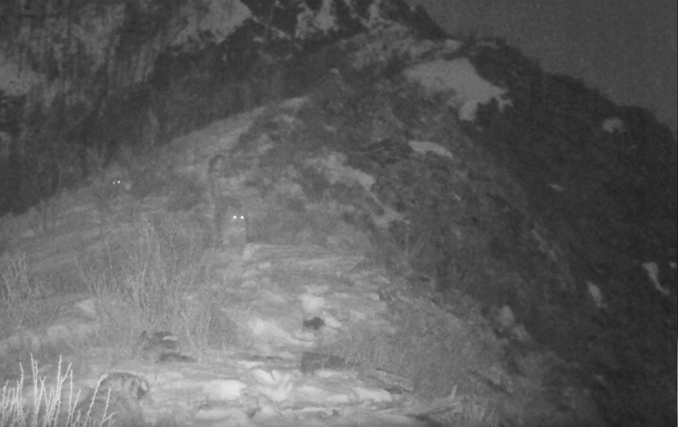    Самка ирбиса с тремя котятами. Источник: Кадр с фотоловушки / Телеграм-канал Ассоциации "Ирбис"