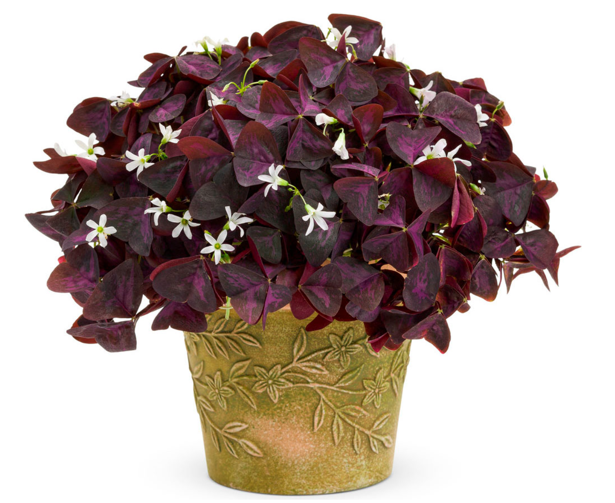 Источник фото: rastenievod.com