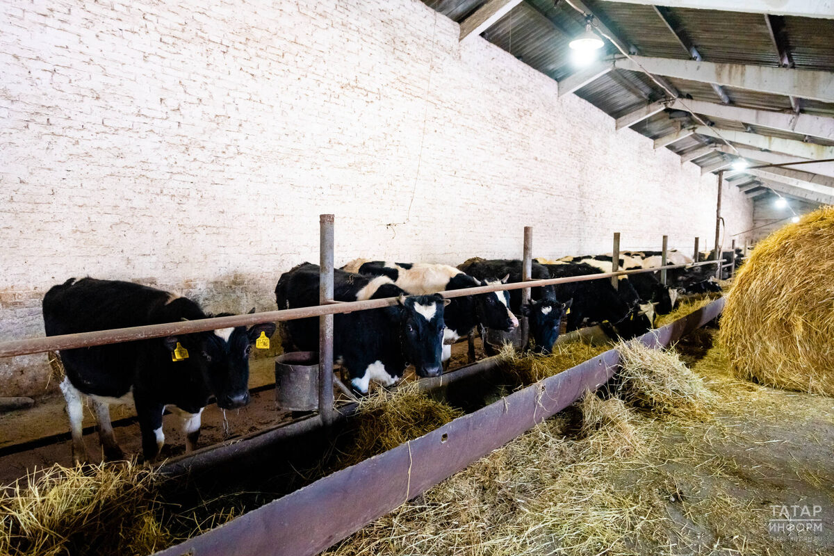 Фото: © Салават Камалетдинов / «Татар-информ»