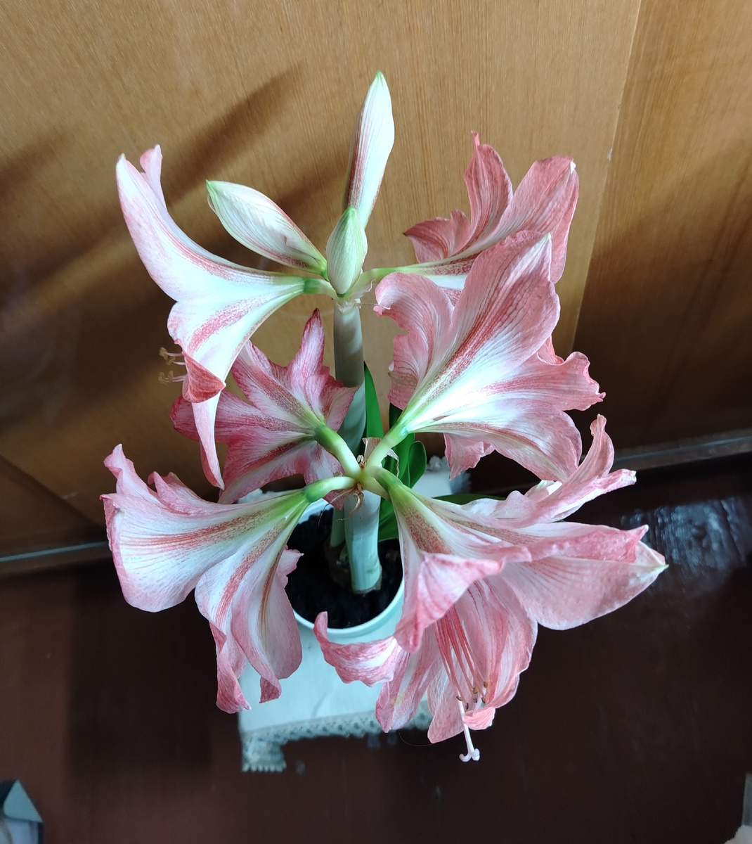 Январское цветение.