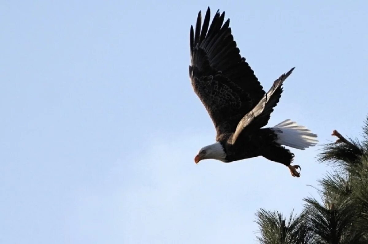    В госкомитете РТ прокомментировали случаи с белохвостыми орланами
