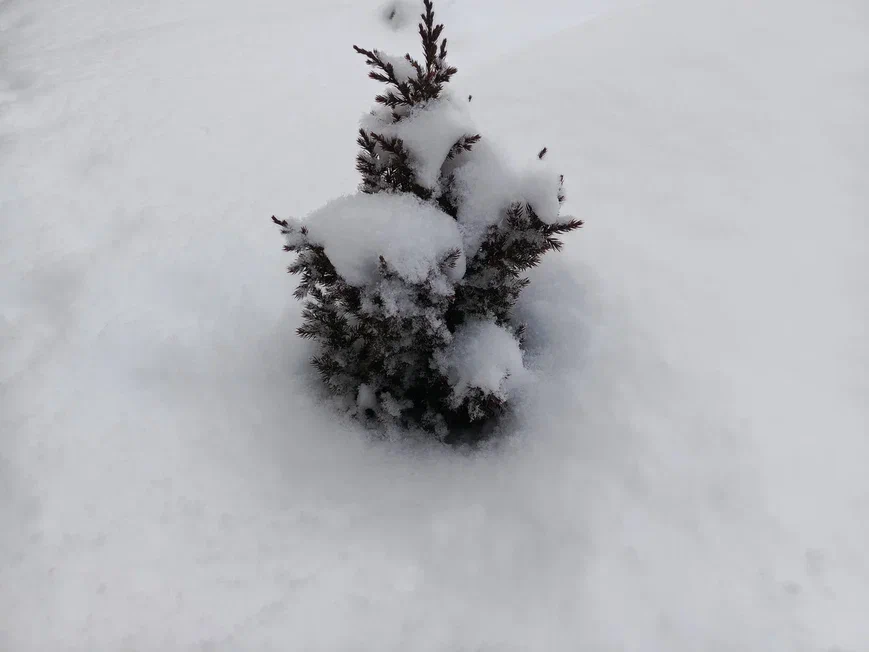 Малыши спрятались под снегом.