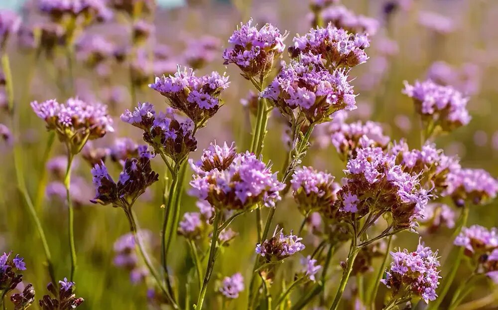    Мелкие цветки кермека татарского, собранные в пышные соцветия, украшают сад с середины лета до осени