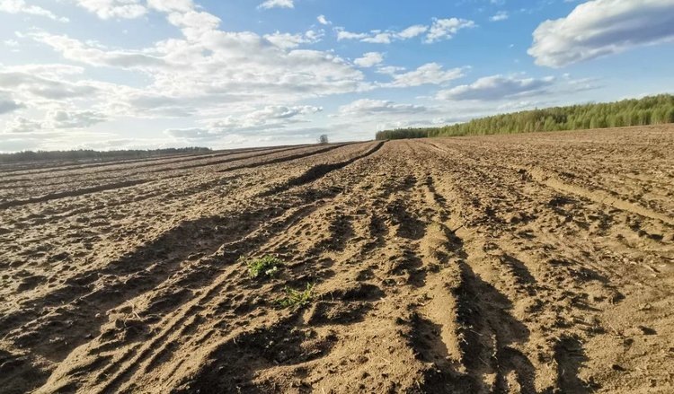    Массовый яровой сев 2025 в России будет ранним