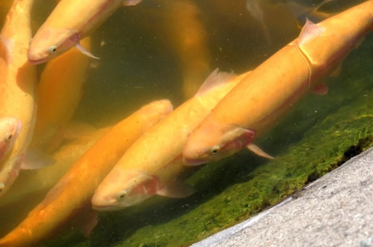    На Кубани производство форели снизилось в 1,5 раза в 2024 году