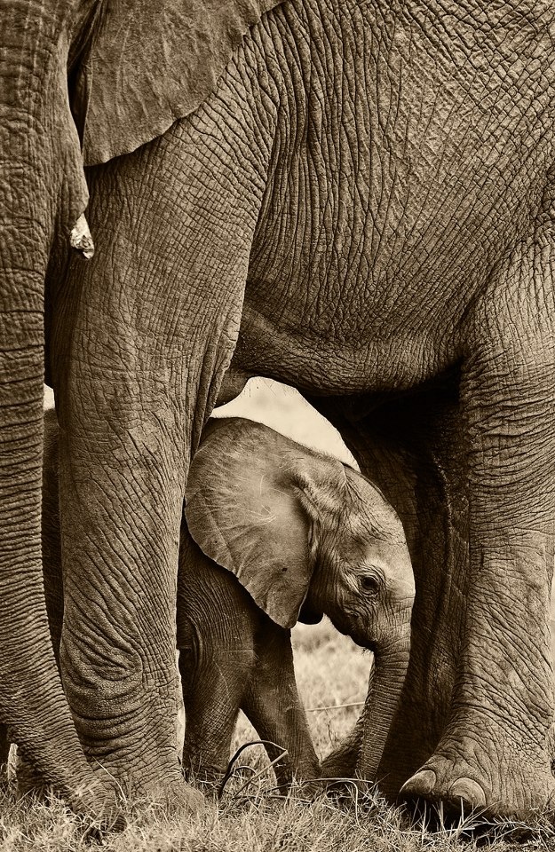 Фотограф: Сергей Горшков