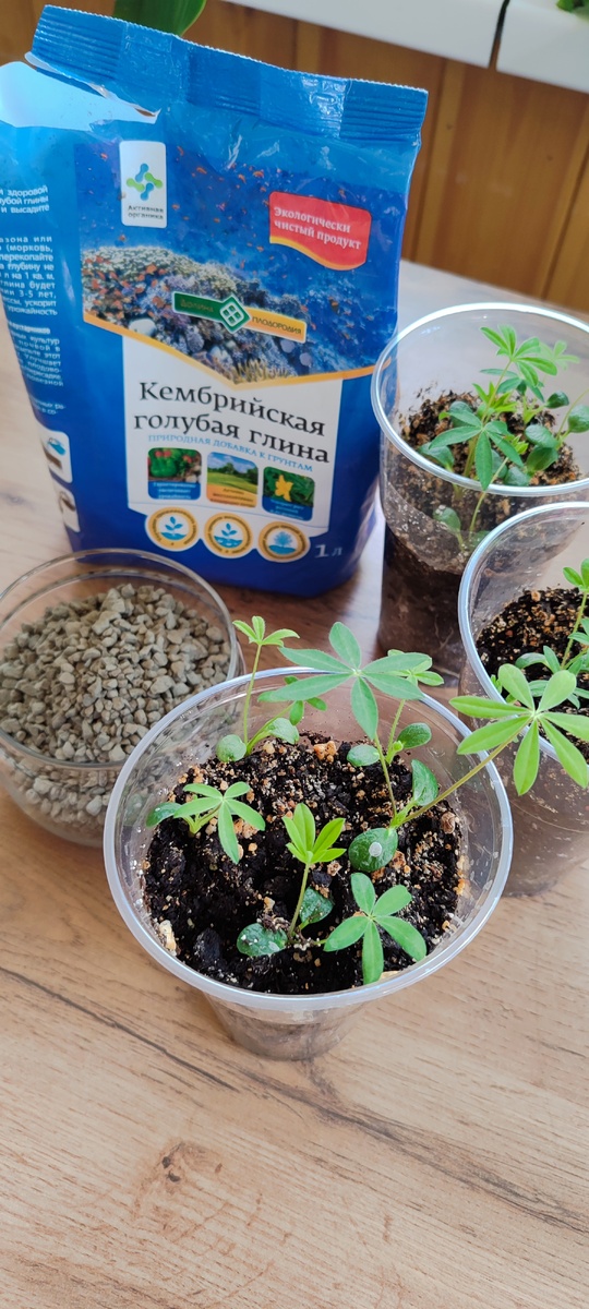 Кембрийскую голубую глину добавляют в грунт при посадке комнатных и уличных растений. 