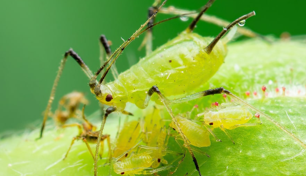 Тля. Фото в свободном доступе в интернете