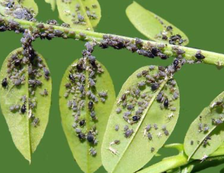 Черная тля. Фото в свободном доступе в интернете
