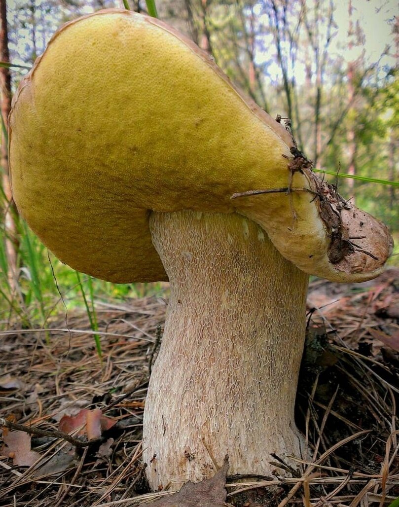 Автор фото Андрей Мещера