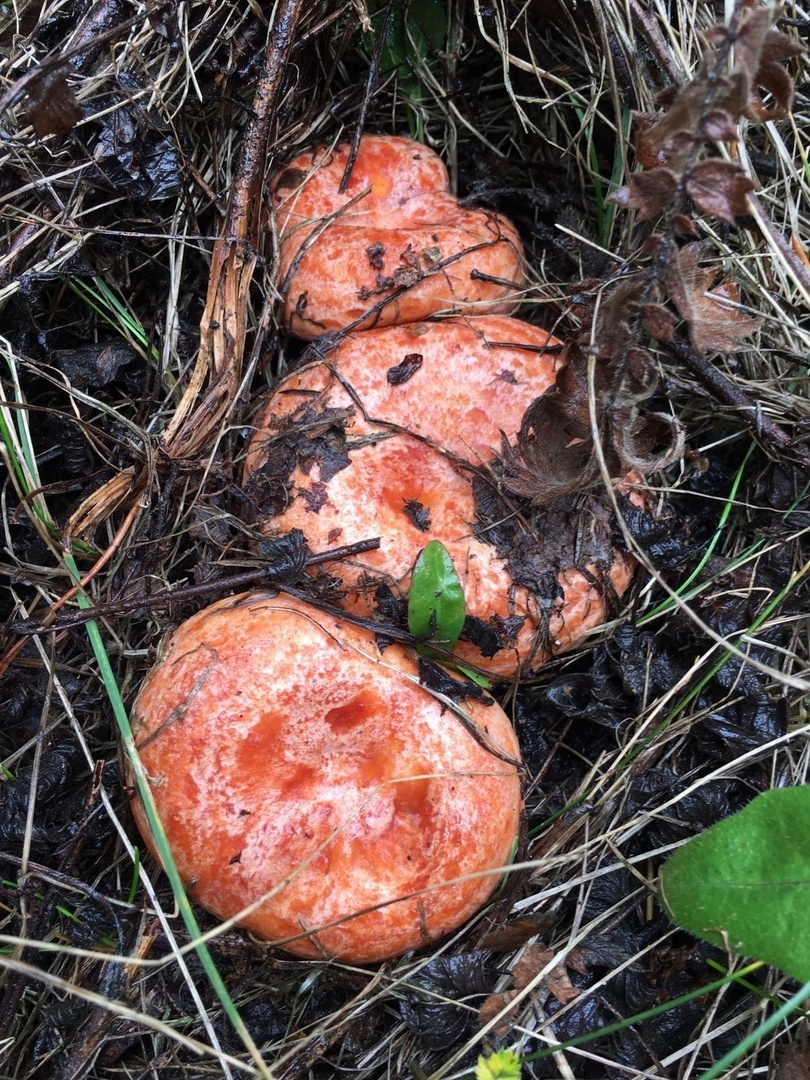 Автор фото Луна Норд